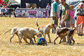 Malton Show 2018