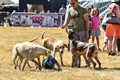 Malton Show 2018