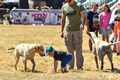 Malton Show 2018