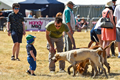 Malton Show 2018