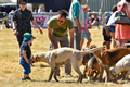 Malton Show 2018