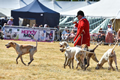 Malton Show 2018