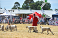 Malton Show 2018