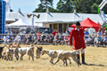 Malton Show 2018