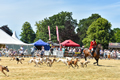 Malton Show 2018