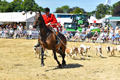 Malton Show 2018